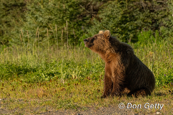 Brown Bear