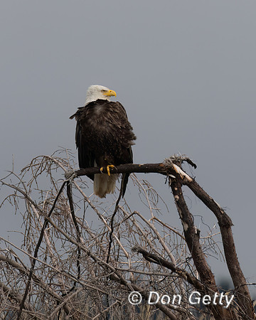 Bald Eagle
