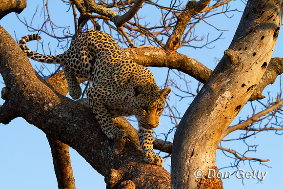Leopard_MG_4636