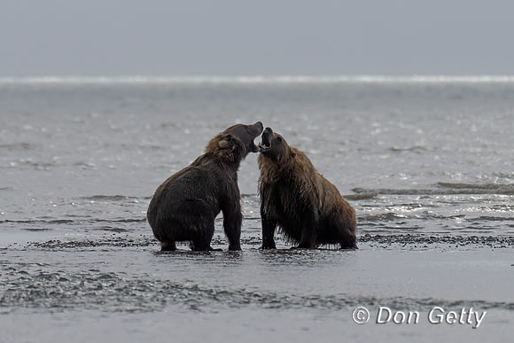 Brown Bear