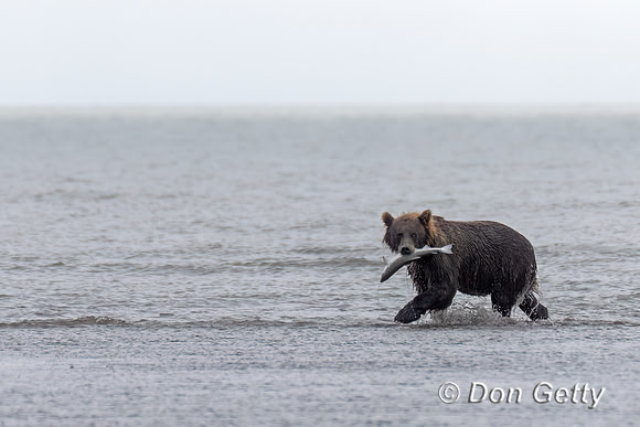 Brown Bear