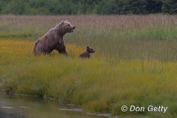 Brown Bear