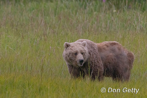 Brown Bear