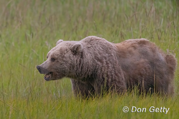 Brown Bear