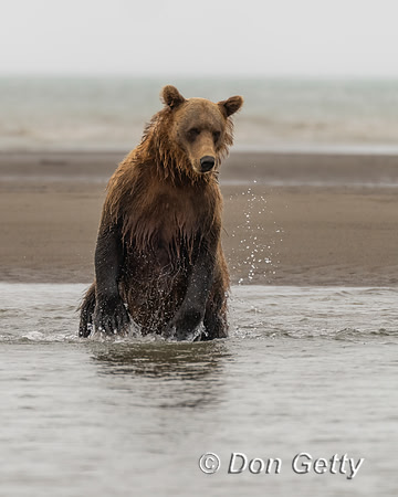 Brown Bear