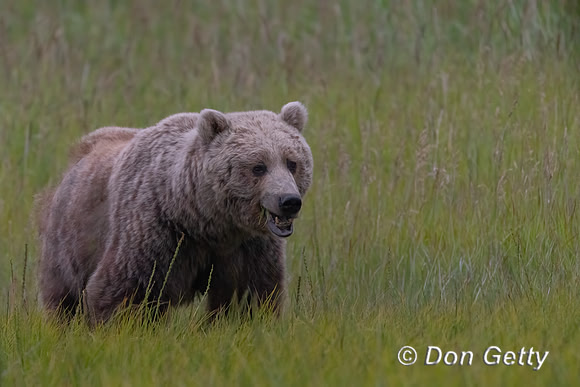 Brown Bear