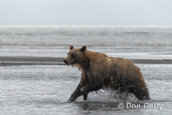 Brown Bear