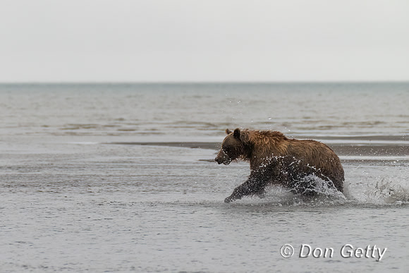 Brown Bear