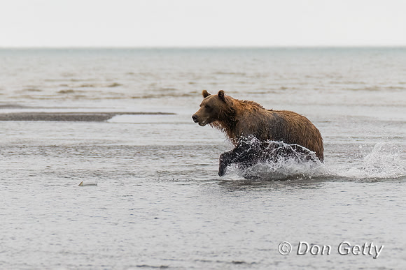 Brown Bear