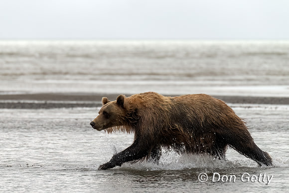 Brown Bear