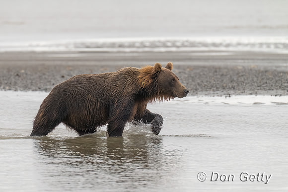 Brown Bear