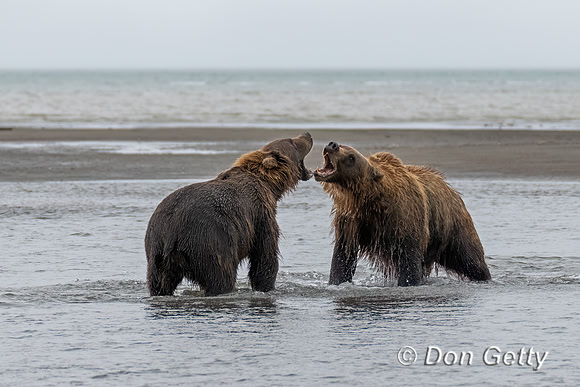 Brown Bear