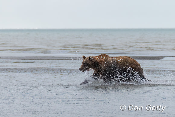 Brown Bear