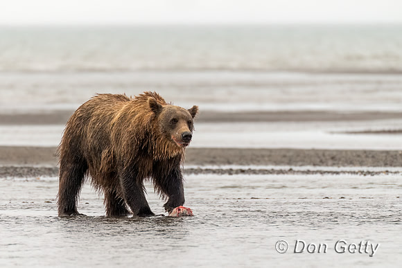 Brown Bear