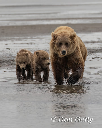 Brown Bear