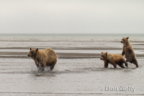 Brown Bear