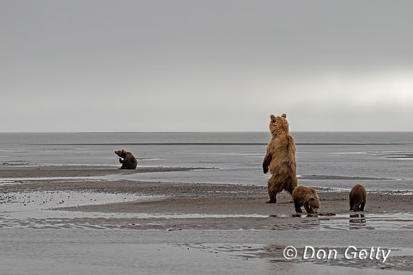 Brown Bear
