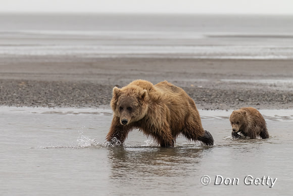 Brown Bear