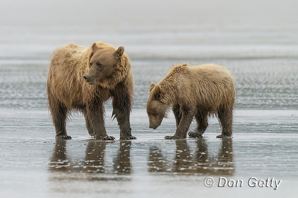 Brown Bear