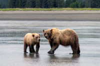 Brown Bear