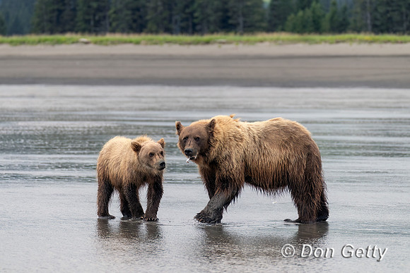 Brown Bear
