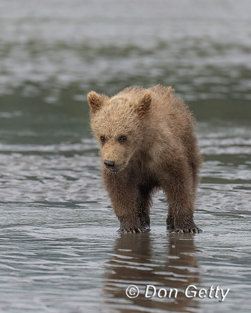 Brown Bear