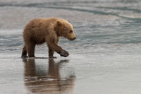 Brown Bear