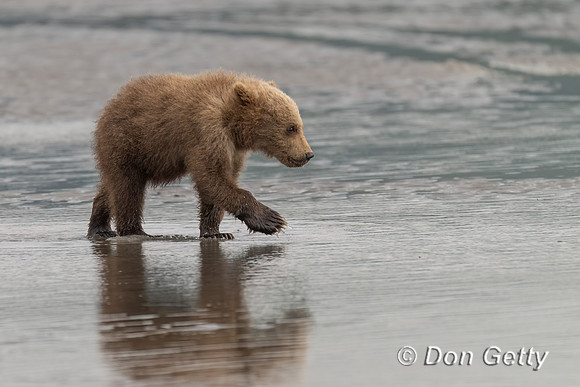 Brown Bear