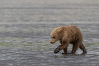 Brown Bear