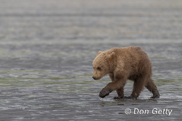 Brown Bear