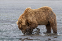 Brown Bear