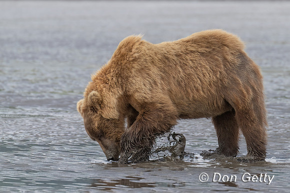 Brown Bear