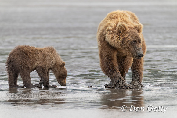 Brown Bear
