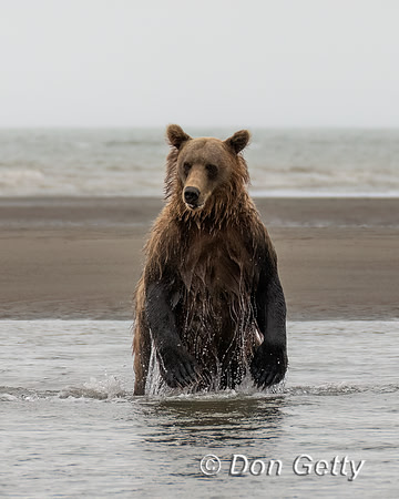 Brown Bear