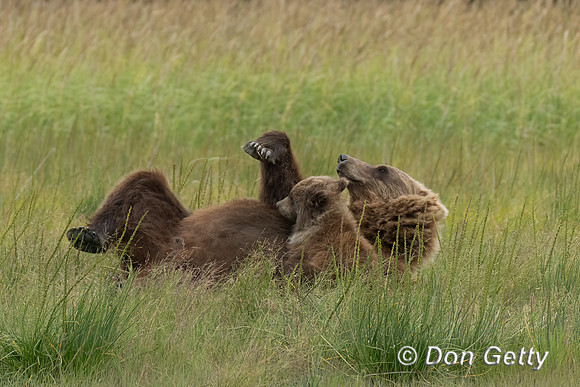Brown Bear