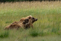 Brown Bear