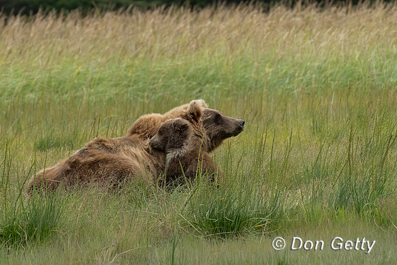 Brown Bear