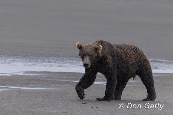 Brown Bear