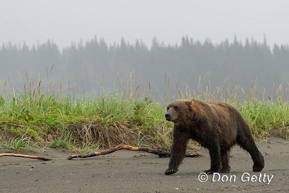 Brown Bear