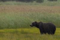 Brown Bear