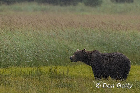 Brown Bear