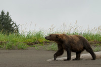 Brown Bear