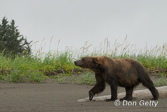 Brown Bear