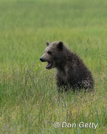 Brown Bear