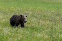 Brown Bear