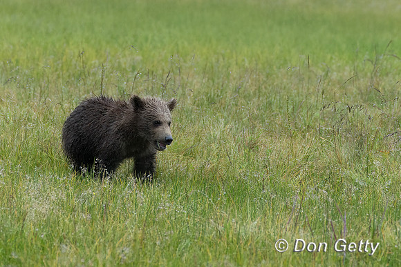 Brown Bear