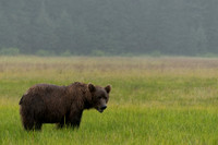 Brown Bear