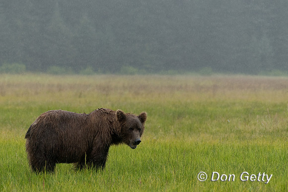 Brown Bear