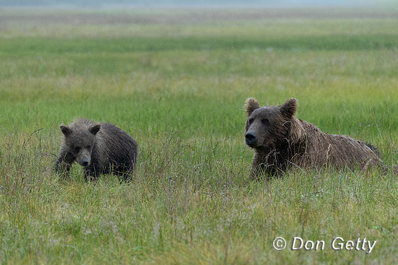 Brown Bear