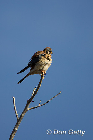Kestrel_R8D9615